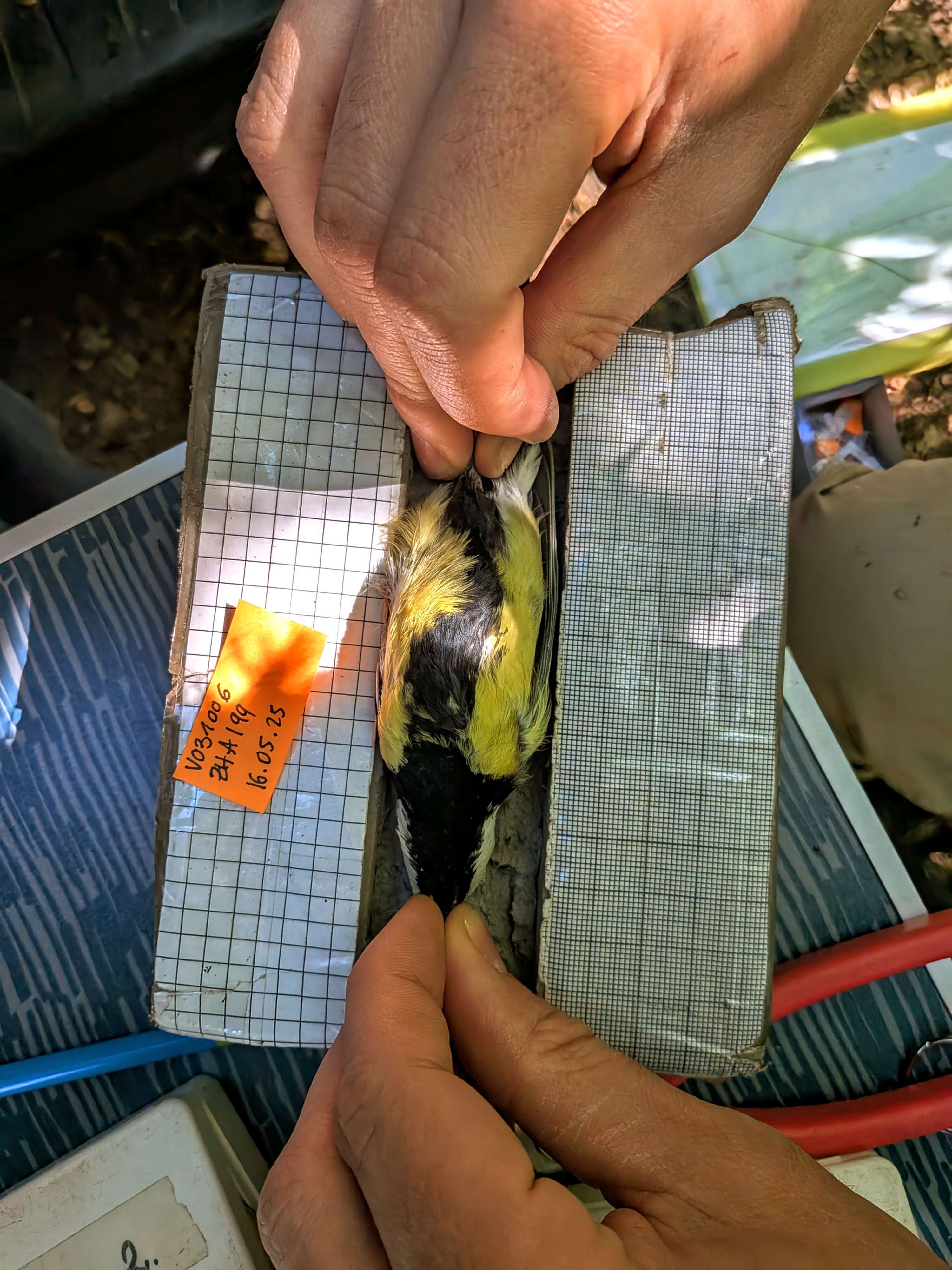 Plumage Coloration - Morphometric Analysis