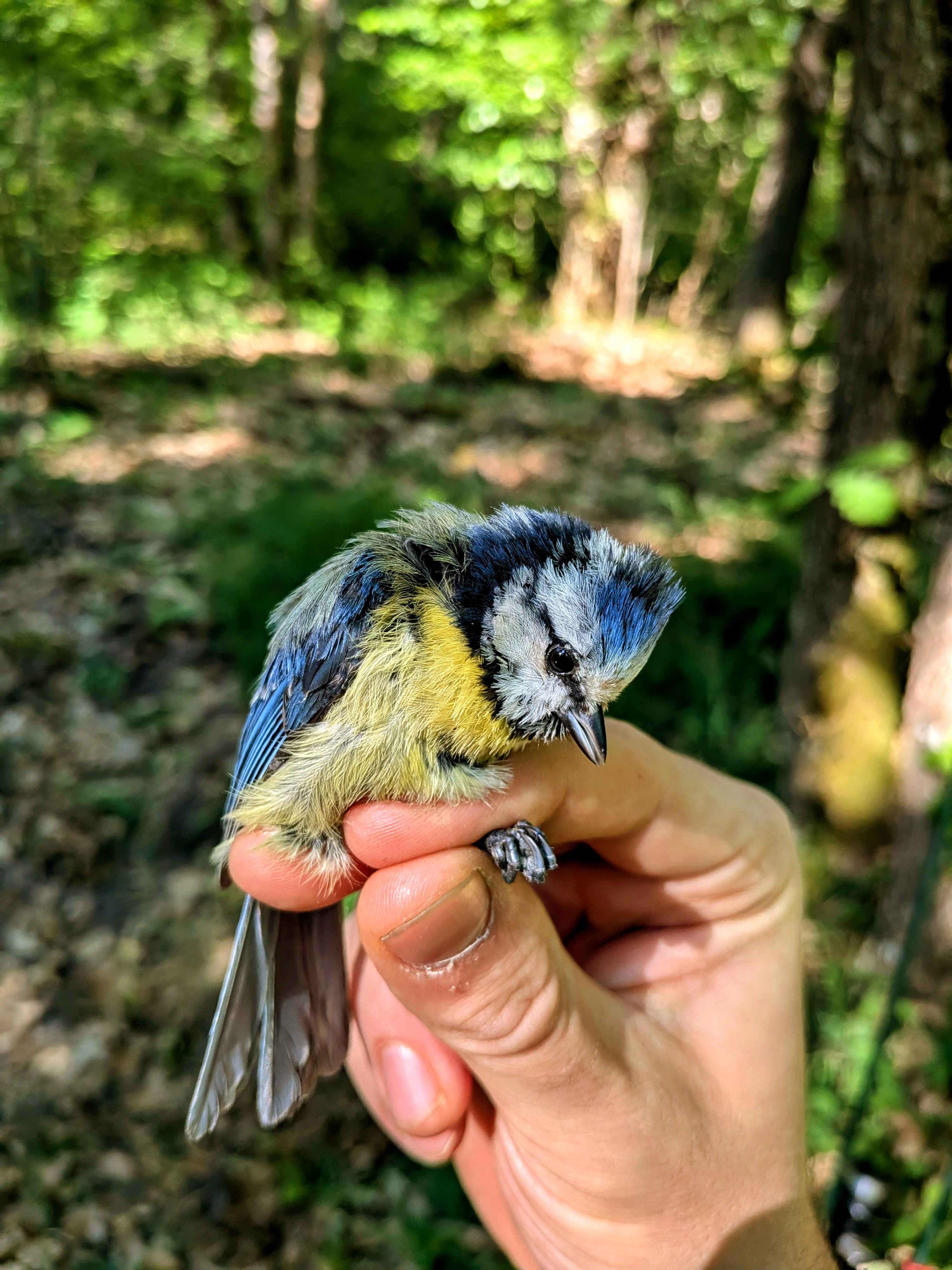 Blue Tit Adult - Field Research