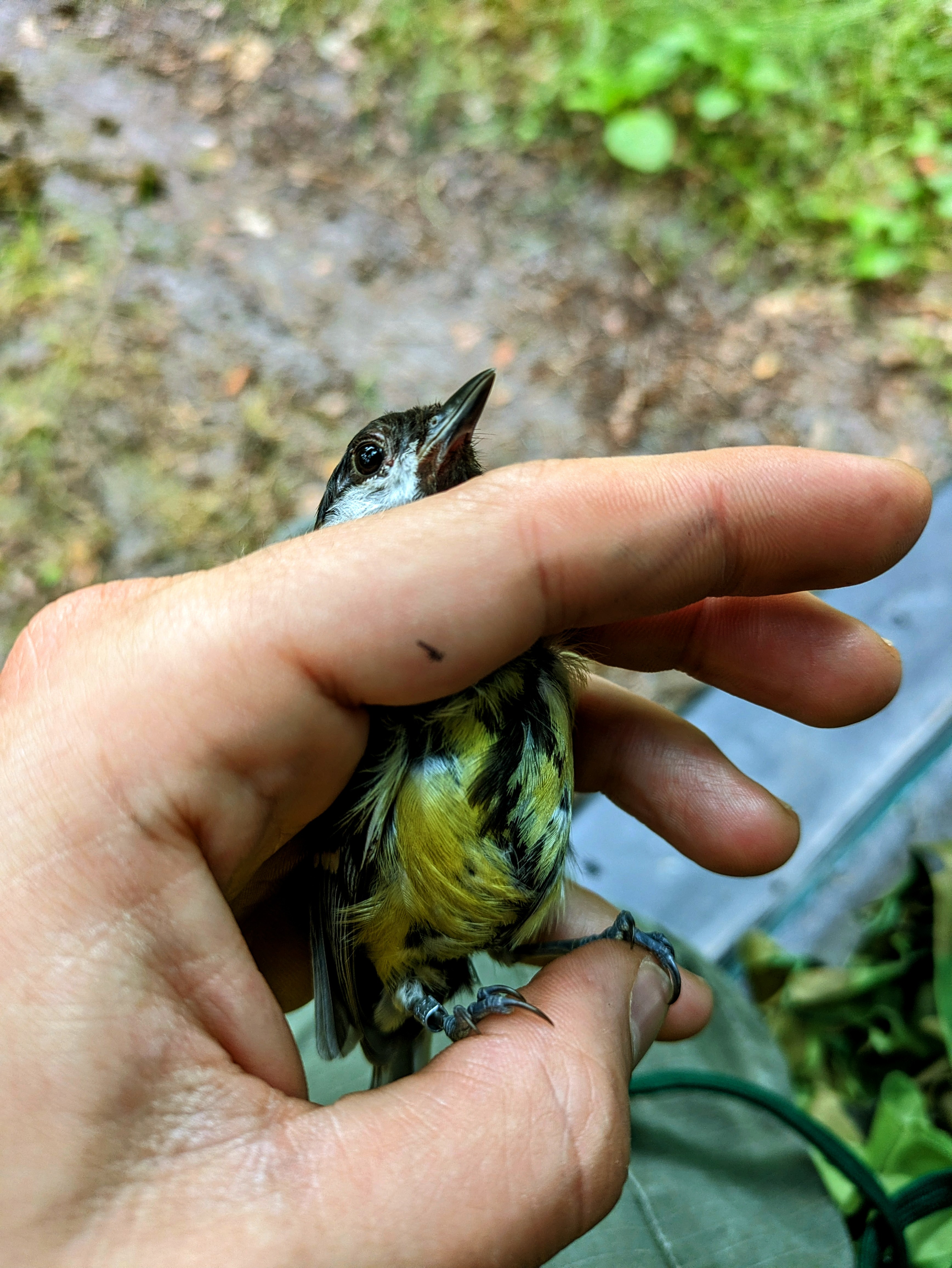 Bird Research - Field Work
