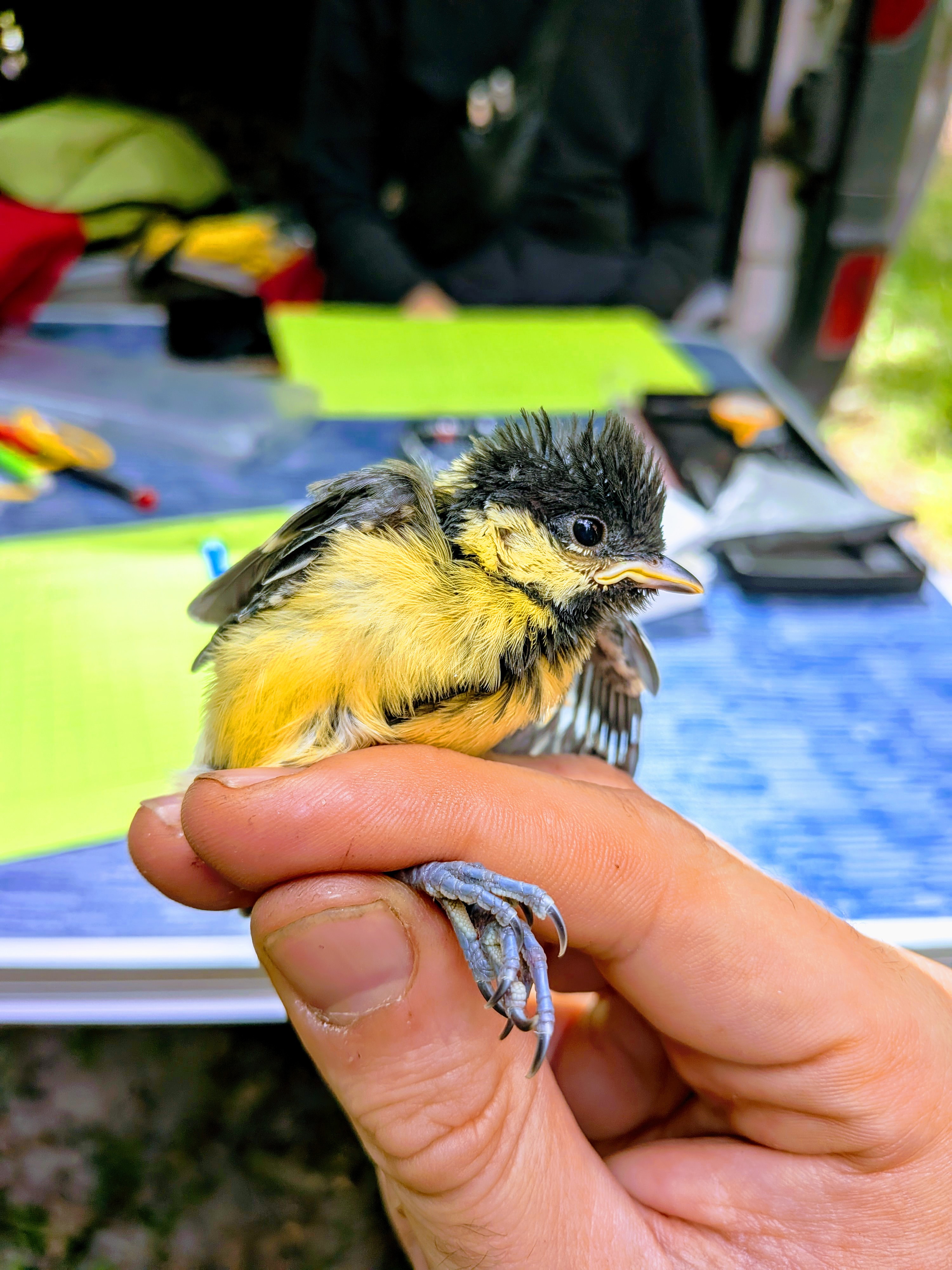 Great Tit Nestling - Development Study