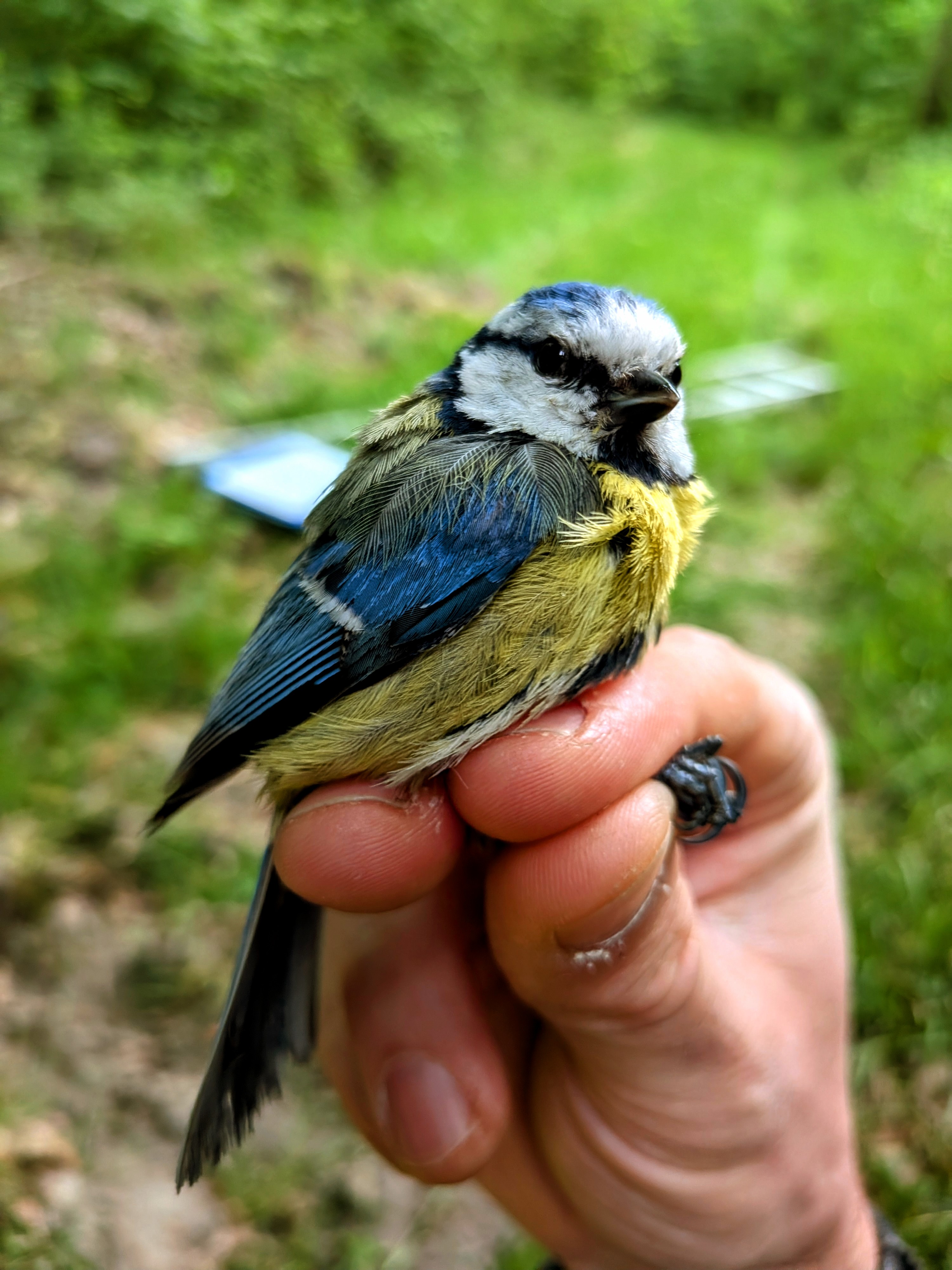 Blue tit in forest