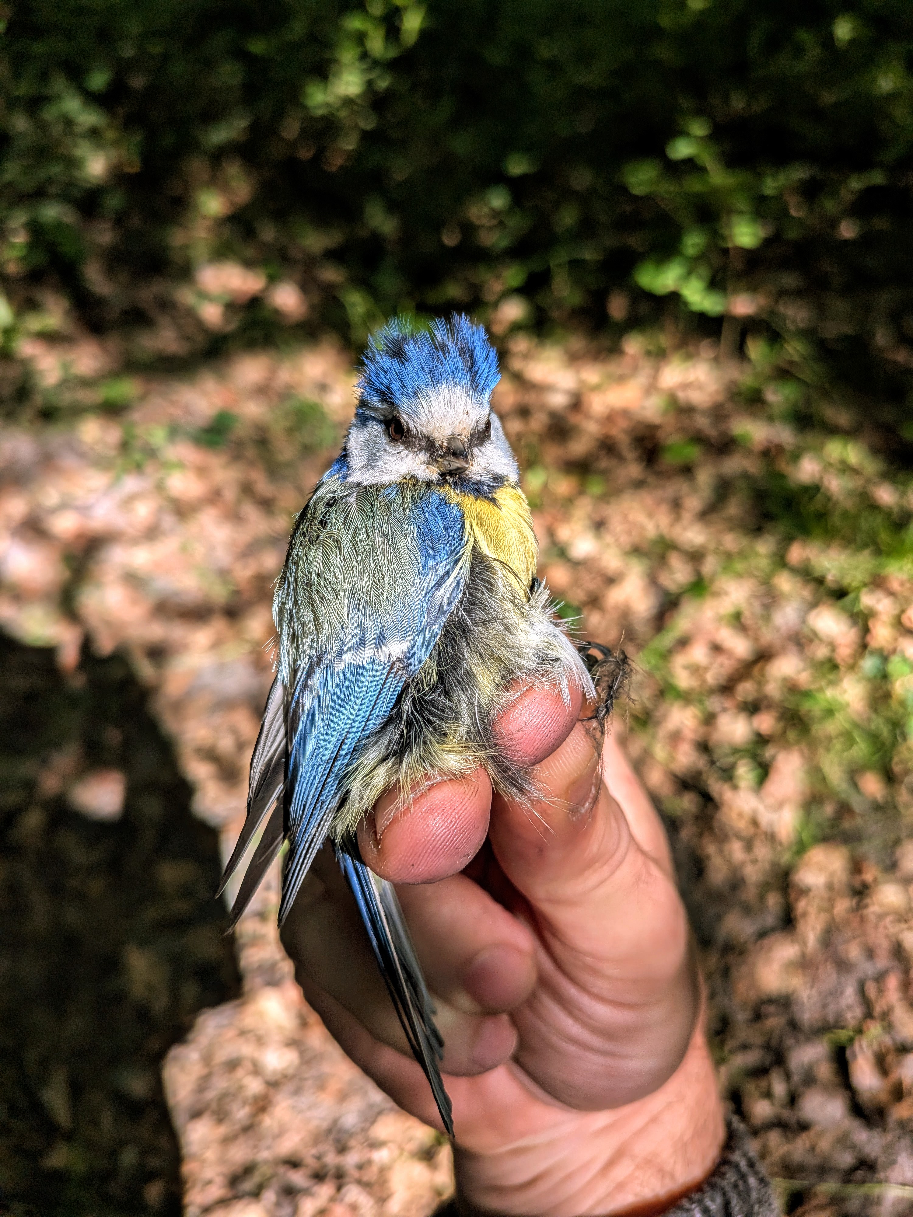 Adult blue tit