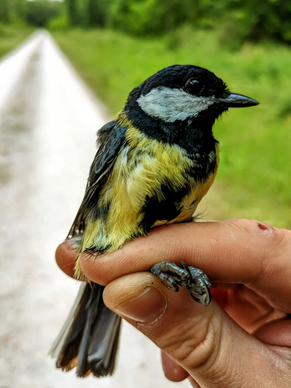 Great tit handling