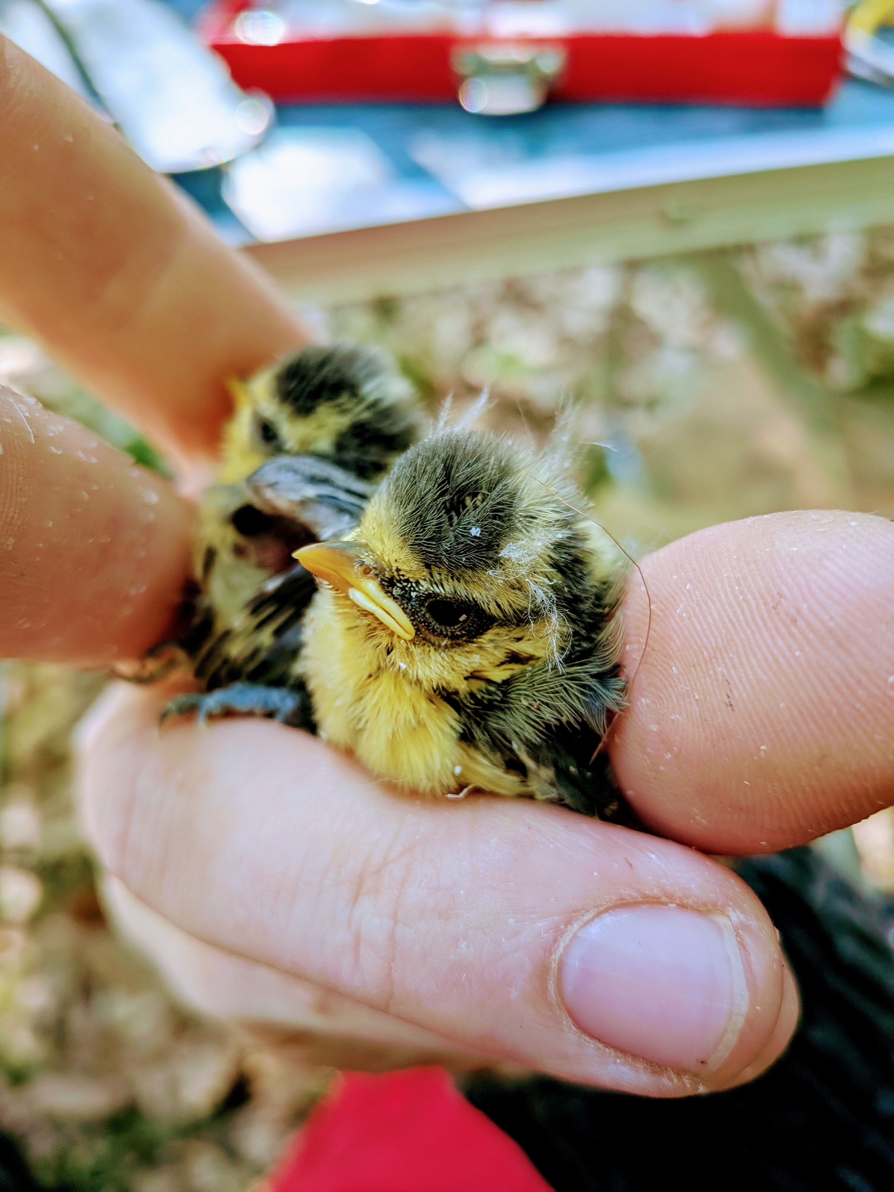 Blue tit nestlings