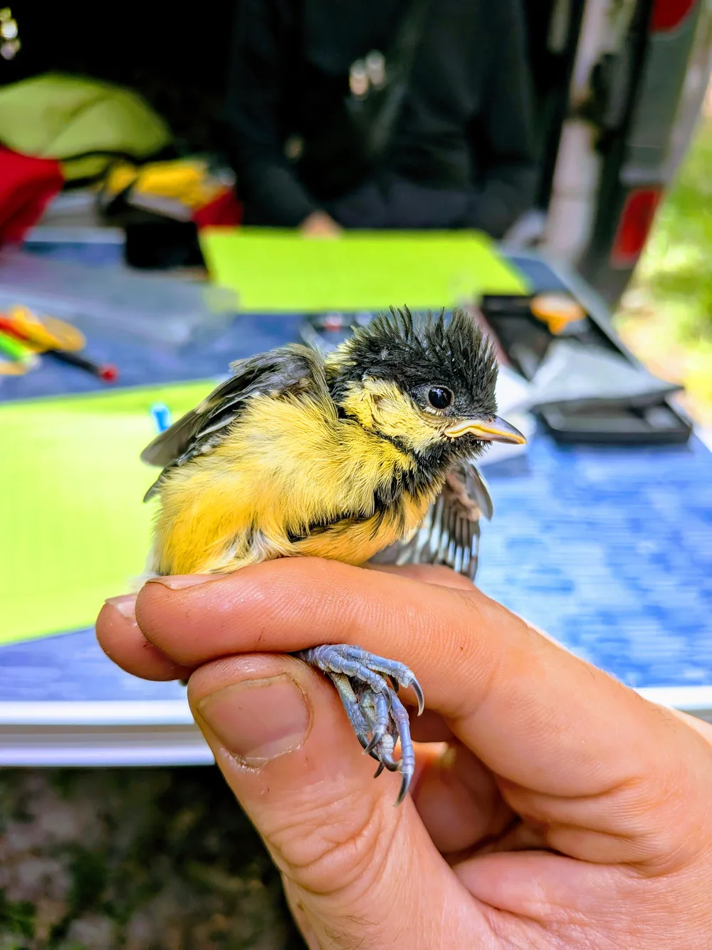 Great tit nestling