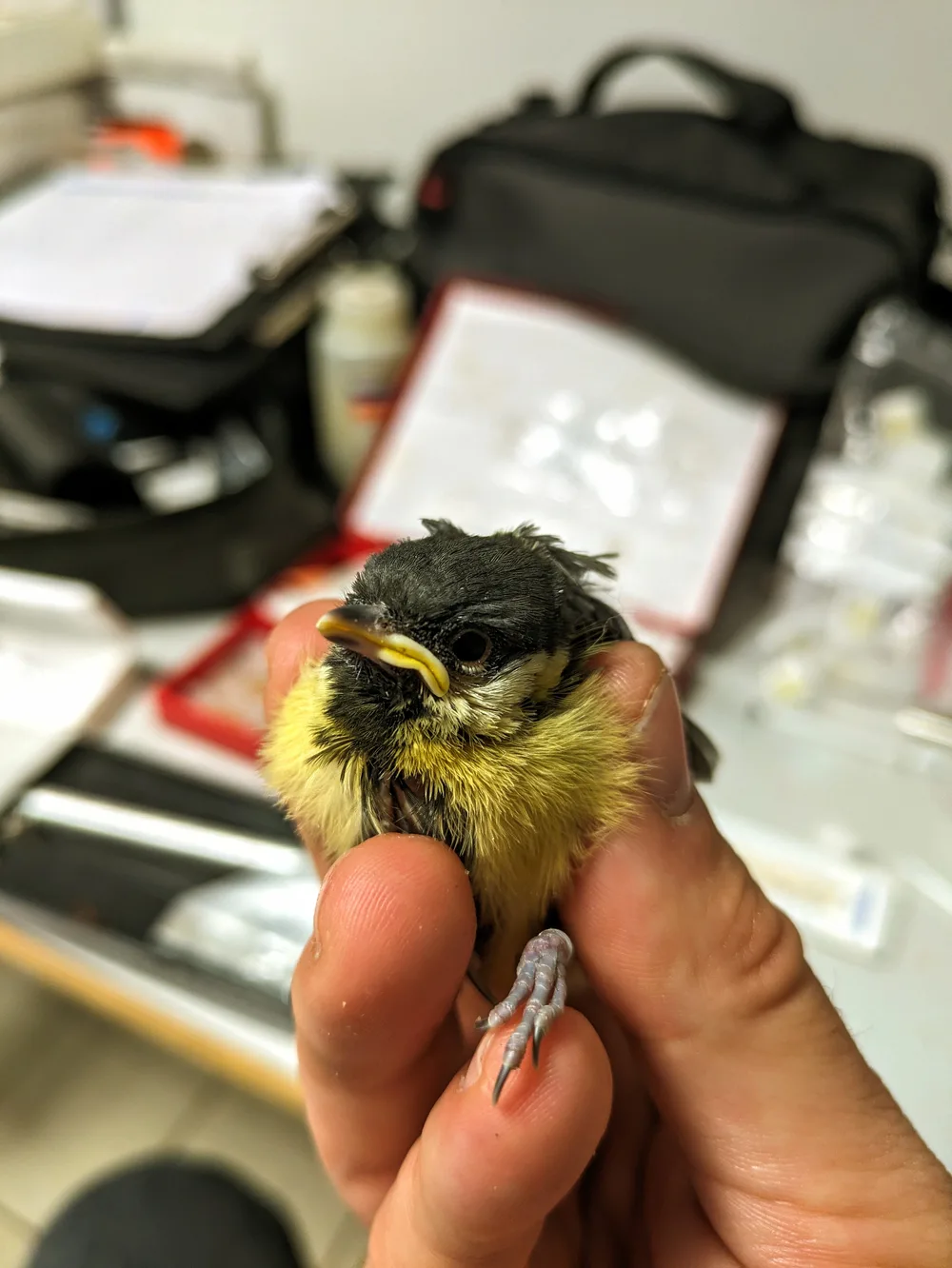 Great tit offspring