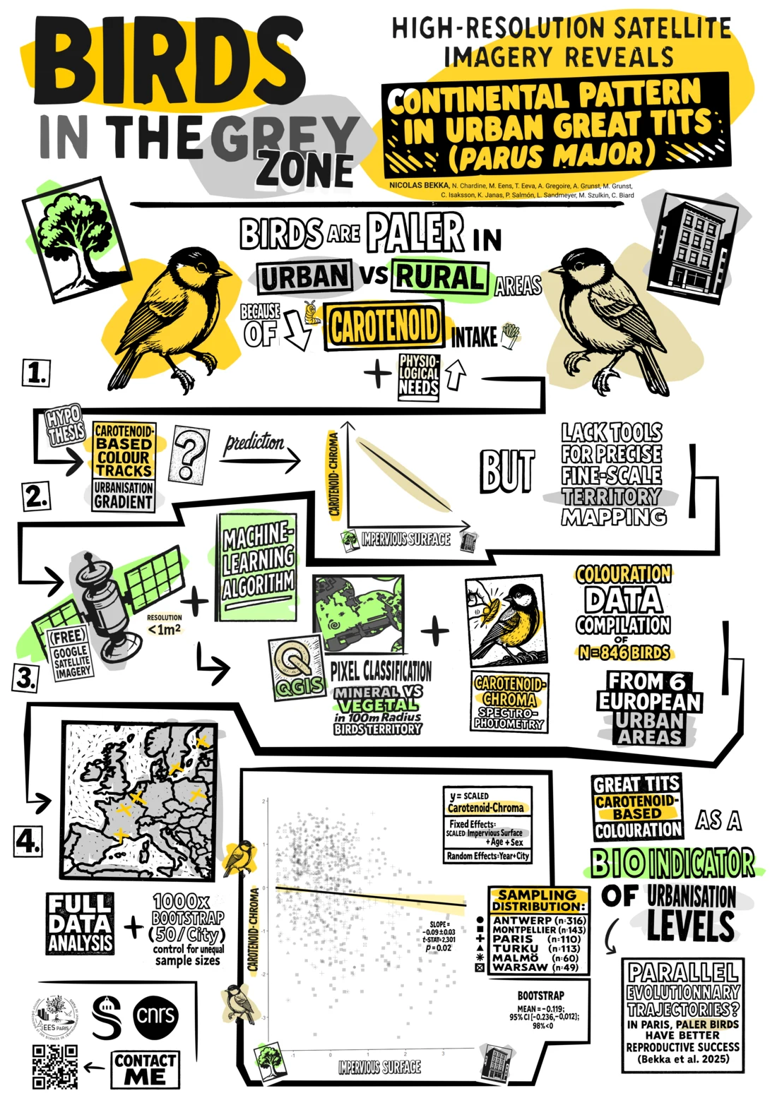 ESEB 2025 poster — Birds In The Grey Zone